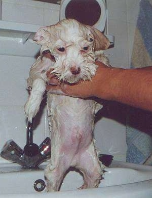 A wet dog is being picked up out of a sink