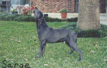 Right Profile - Sarge the Blue Lacy barking outside in front of a tree. The word 'Sarge' is overlayed in the bottom right