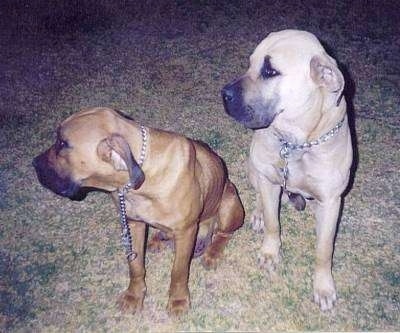 Bianca and Maximillion the Boerboel sitting outside looking to the right