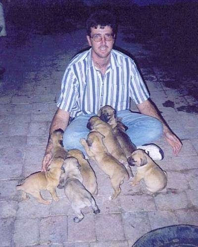 A Litter of Boerboel puppies climbing into a mans lap