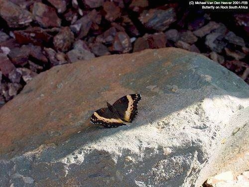Butterfly on a rock in South Africa