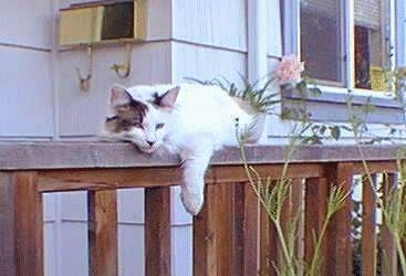Maggie the Manx Cat is laying outside on a wooden banister in front of a white house with its front left paw hanging over the edge