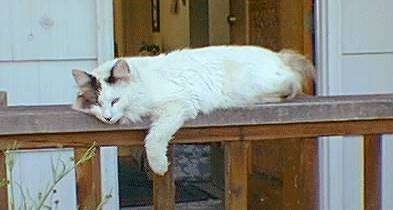 Maggie the Manx Cat is laying outside on a wooden banister in front of a white house with its front left paw hanging over the edge. There is an open front door in the background