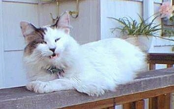 Maggie the Manx Cat is laying on a wooden banister with its mouth open