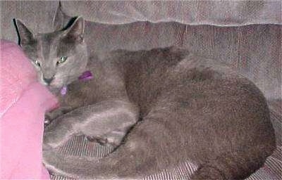Chittie the Russian Blue cat is laying on a couch on a pink pillow and looking towards the camera holder
