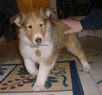 Maximus the Rough Collie Puppy is walking across a rug. There is a hand petting his back end