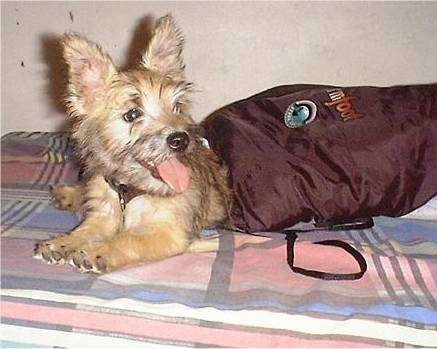 Benji the Cairn Terrier puppy is laying on a bed next to a maroon bag