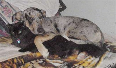 A triColor dog is cuddled with its paw around a black cat on a bed