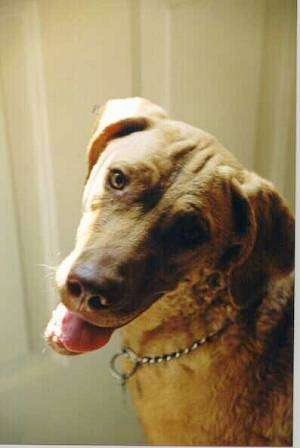 Anna the Chesapeake Bay Retriever is sitting in front of a door. Its mouth is open and its tongue is out