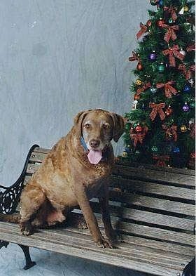 Whiskey the Chesapeake Bay Retriever is sitting on a wooden bench. The Bench is in front of a Christmas tree