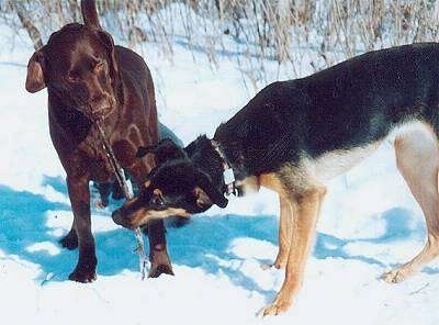 Mr. Piggy the Choc Lab and Roo the German Shepherd/Whippet mix are standing outside in the snow. They both are chewing on the same stick