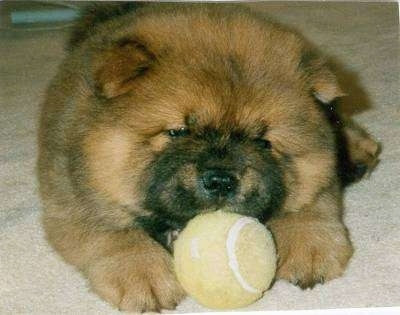 Close Up - Caboose the Chow Chow Puppy is laying on a carpet and there is a tennis ball in his mouth