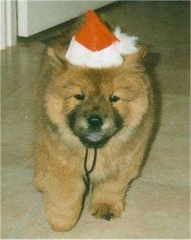 Caboose the Chow Chow puppy is walking across a tiled floor and wearing a Santa hat. His tongue is black