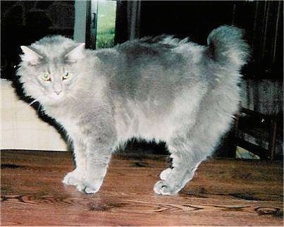 Baby Skyy the gray Cymric cat is standing on a wooden table and looking towards the camera holder