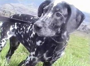 Close Up - Liam the mostly black with some white Dalmatian is standing outside in a field and there are mountains behind it