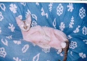 Dawson the Devon Rex Cat is laying on a blue bean bag chair