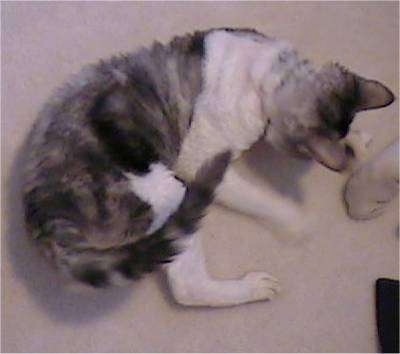 Milo the Devon Rex Cat is pawing at a bug on a tan carpeted floor