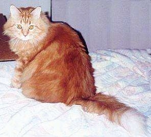 Einstein the orange longhaired domestic cat is sitting on a blanket on a bed and looking back at the camera holder