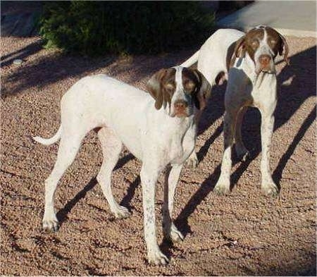 Two white with brown Pointers are standing in dirt and they are looking forward.