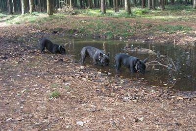 Three black with white French Bulldogs are sniffing through a medium sized puddle of water outside at the edge of woods.