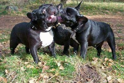Three black with white French Bulldogs are biting at each other outside in grass.