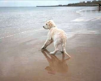 A cream Golden Retriever puppy is standing on a beach and moving away from water