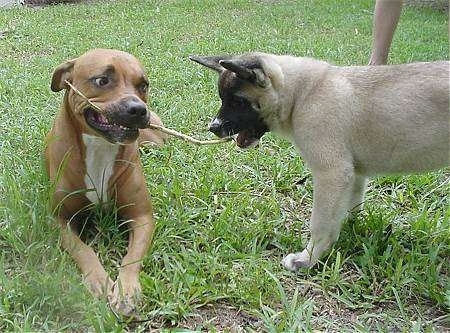 A brown with white American Staffordshire Terrier is laying outside in grass with a stick in its mouth. An Akita Inu puppy is trying to bite the stick