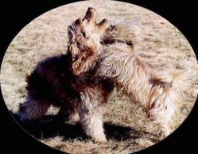 An American Cocker Spaniel is standing in a field looking up with its mouth open and a smaller Yorkie dog is jumping at it