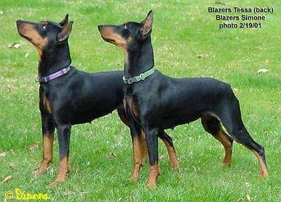 Two black and tan German Pinschers are standing in a field and looking up. In the top right corner the words - Blazers Tessa (back) Blazers Simone Photo 2/19/01 - is overlayed