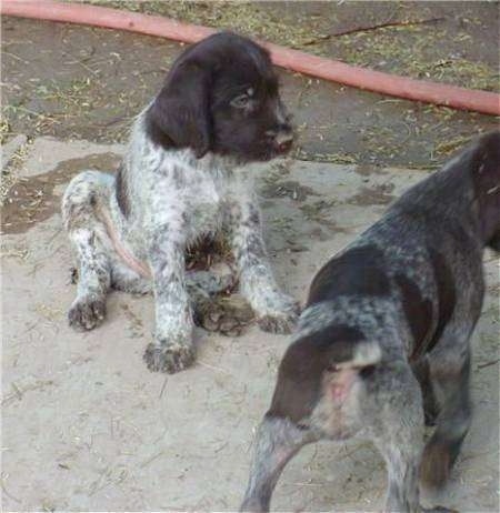 A white with brown German Wirehaired Pointer Puppy is sitting on a rock surface. There is a grey and brown German Wirehaired Pointer puppy walking next to it