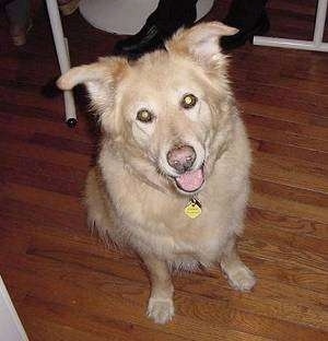 A smiling tan Gollie dog is sitting on a hardwood floor with its tongue showing.