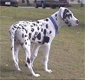 A white and black harlequin Great Dane puppy wearing a blue collar is standing in grass. There are two cars in a parking lot behind it