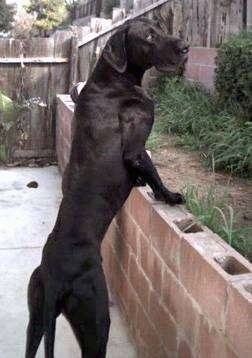 A black Great Dane is jumped up at a brick wall looking over towards the camera.