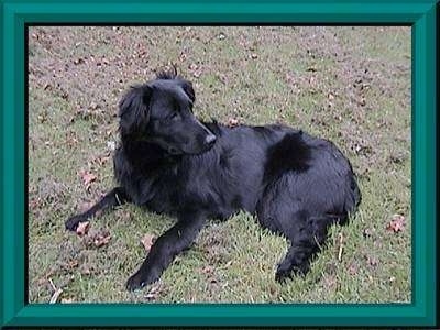 Side view - A medium-haired, black Great Pyrenees mix is laying in grass and it is looking behind itself.