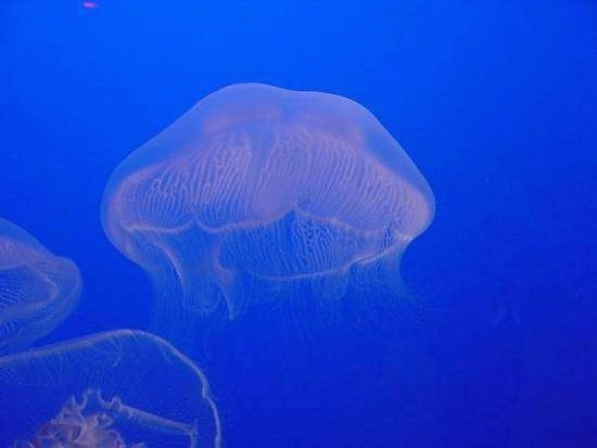 Three Jelly Fish are swimming in a body of water. The water is bright neon blue and the fish are pink in color.