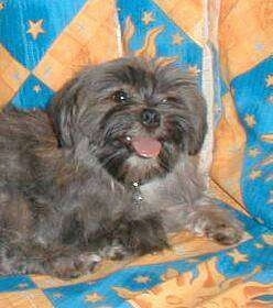 A grey with white Lhasa Apso is laying on a blue and orange blanket looking happy. Its mouth is open and tongue is out.