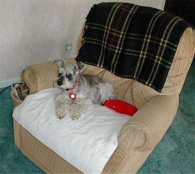 BJ the dog laying on a recliner