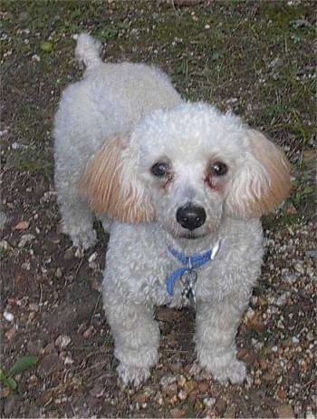 View from the top looking down - A white with tan Miniature Poodle is standing outside on a gravelly surface.