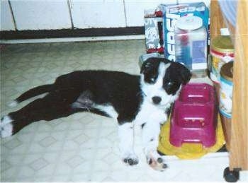 A small, black with white Border Collie/Rottweiler mix puppy is laying on its left side with its head up in front of a pink food/water bowl.