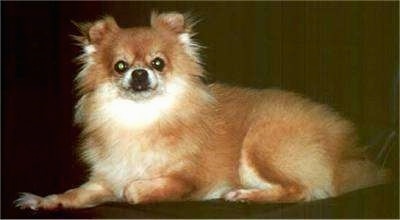 Shelley the Pomeranian laying in front of a backdrop