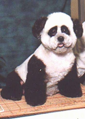 A Bichon Frise painted like a panda. It is sitting on a rug in front of a green backdrop