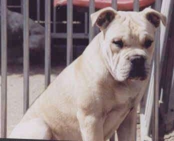 Front side view - A tan with white Perro de Presa Mellorquin is sitting in front of a gate and it is looking down.