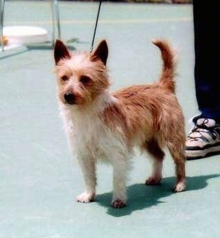 A wiry-looking tan with white Portuguese Podengo is standing on a green surface at a dog show and behind it is a person holding its leash. The dog's tail is being held up high in the air.