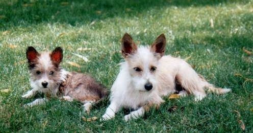 Front side view - A tan with white Portuguese Podengo and a brown with white Portuguese Podengo are laying next to each other outside in grass and they are looking forward. Both dogs have wiry-looking coats.