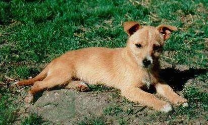 Side view - A tan with white Portuguese Podengo is laying in a mud spot that is surrounded by grass and it is looking forward.