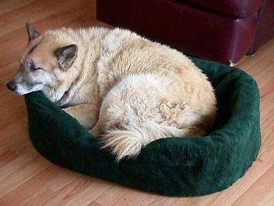 The left side of a thick-coated, tan with white dog that is laying in a green dog bed.