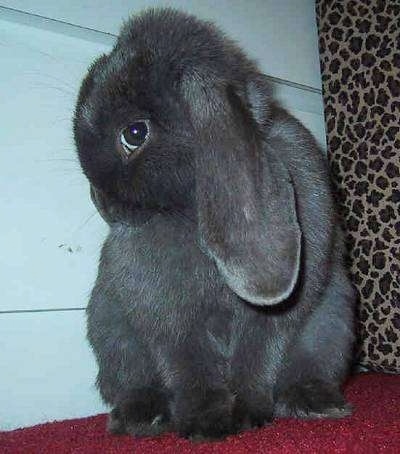 Close up front view - A grey lop-eared rabbit is sitting on a red carpet licking its side looking forward.