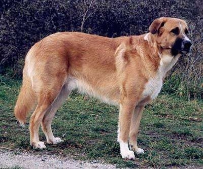 The right side of a large breed tan with white and black Portuguese Watchdog that is looking to the right. It is standing in grass.