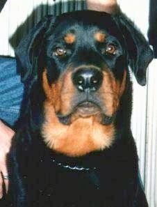 Close up head shot - A black and tan Rottweiler is sitting in a room and it is looking forward.