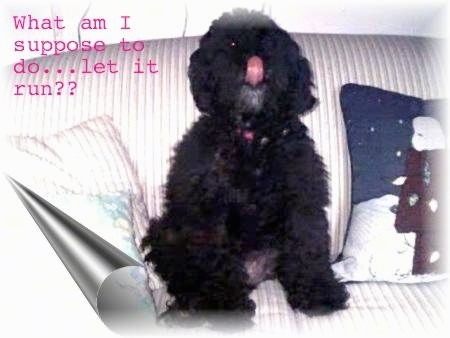 A black Mini Poodle is sitting on a couch next to a pillow licking its own nose. The bottom left corner of the picture looks like it is being pulled back. The words overlayed are - What am I suppose to do...let it run??